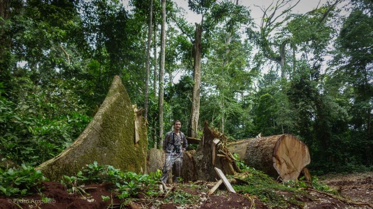 Bowhunting Cameroon Rainforest Pedro Ampuero